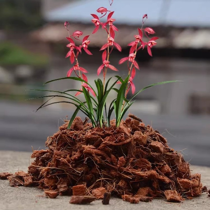 Coconut Coir Brick with Organi - Sphagnum Moss Dry ulasan dan harga
