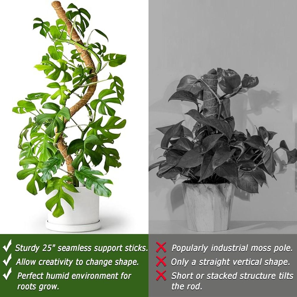 Plant Support Bendable Moss Po - Sphagnum Moss Dry ulasan dan harga