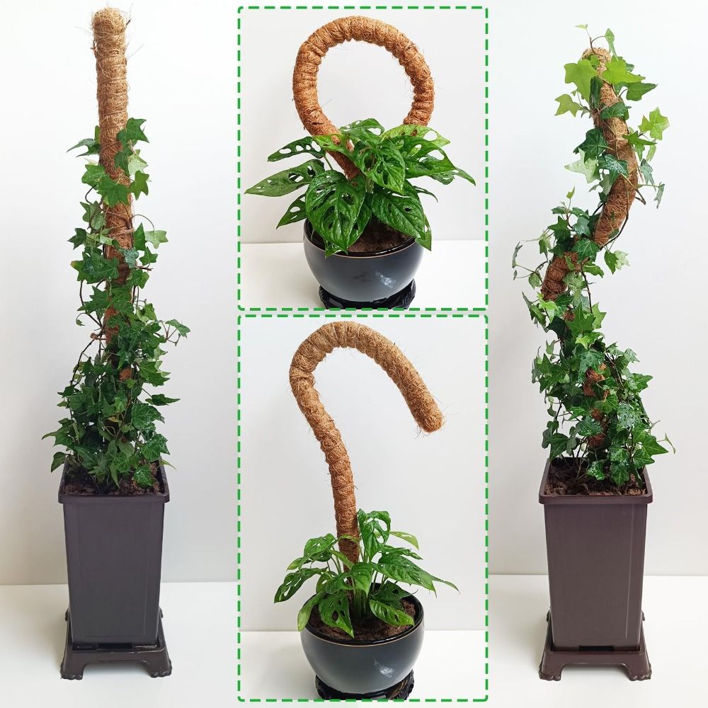 Plant Support Bendable Moss Po - Sphagnum Moss Dry ulasan dan harga