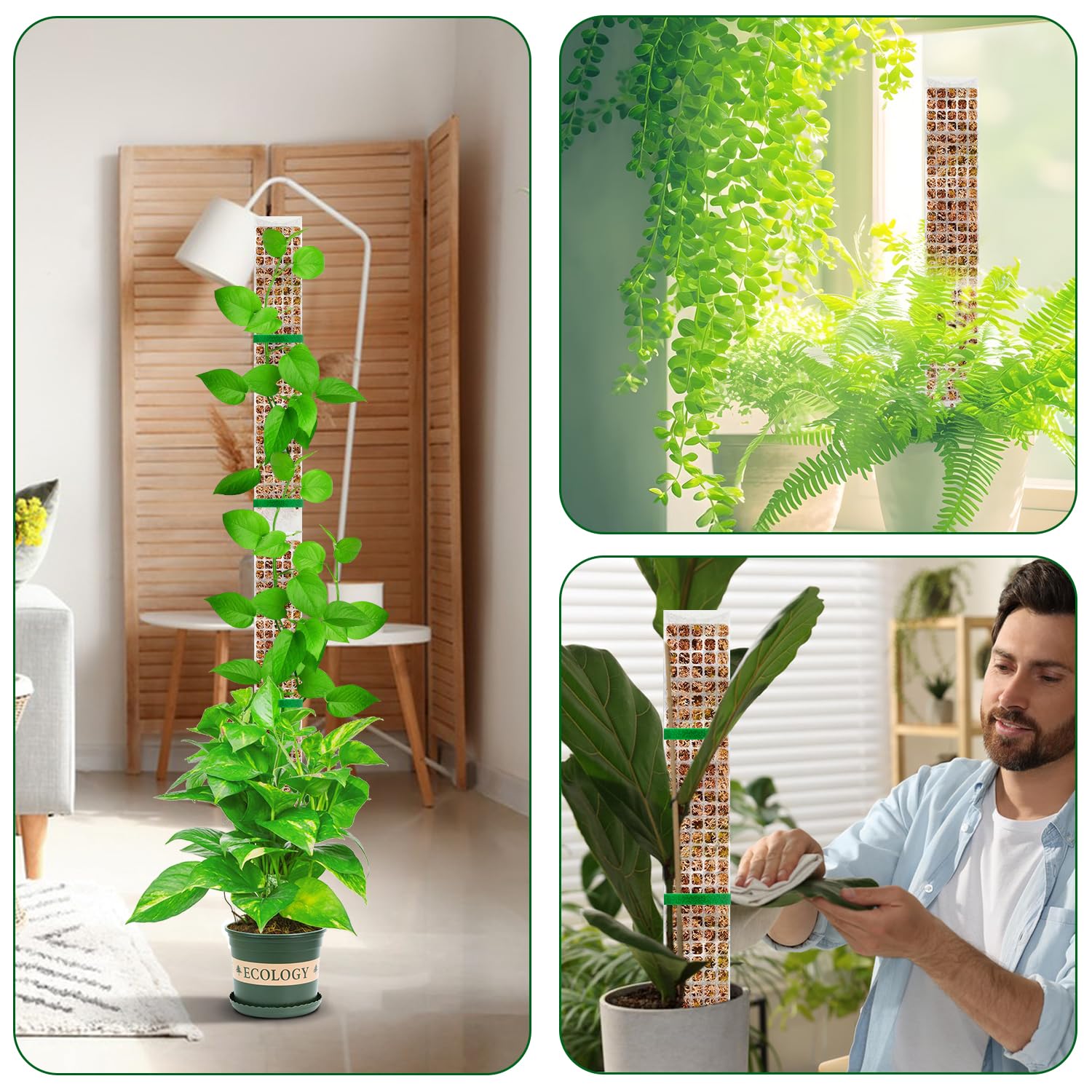 Plants Moss Pole Garden Subjec - Sphagnum Moss Dry ulasan dan harga
